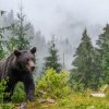 Întâlnirea unei românce cu ursul în Canada. Mesajul transmis mamiferului care a ocupat poteca: „Mergi, nu suntem așa interesanți!”