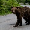 Legea privind împușcarea urșilor după tragedia din Bucegi, promulgată de Klaus Iohannis. Ce prevede noul act normativ