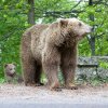 Motivele pentru care urșii și-au schimbat radical comportamentul, preferând orașele în locul pădurilor. Experții cer recoltarea masculilor dominanți. STUDIU