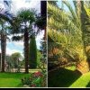 O grădină plină cu palmieri din Teleorman face furori pe internet. „Mulți nu cred că este din România”