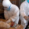 Oamenii de ştiinţă se tem că o pandemie de gripă aviară s-ar putea instala pe furiș: „Ameninţarea este destul de scăzută, dar s-ar putea schimba într-o clipă”