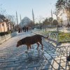 Parlamentul Turciei a decis eutanasierea câinilor vagabonzi, în ciuda protestelor