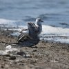 Păsări din specii protejate, împușcate în zona Lacului Sărat 2 din Brăila. Asociaţie: Nu pot fi vânate legal în nicio perioadă a anului
