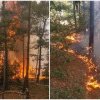 Pompierii luptă de două zile să stingă focul izbucnit în Parcul Natural „Porţile de Fier”. Au ars 100 de hectare de pădure de pin