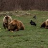 Promulgarea legii privind împușcarea urșilor nu va rezolva problema, ci o va agrava, susține WWF