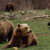 România are aproape 10.000 de urși, spune fostul ministru Tanczos Barna. „Îi vom vedea în Delta Dunării, nu suntem departe”