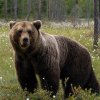 Situația urșilor este scăpată de sub control, spune ministrul mediului după tragedia adolescentei omorâte de animal
