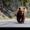 „Traseele turistice nu mai prezintă nicio siguranță, din cauza urșilor”, atrage atenția șeful Salvamont Vâlcea