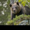 Uciderea unui urs care a atacat un turist în Italia, oprită de activişti. „În România sunt pregătiţi să-l primească”