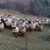 13.000 de oi, ucise în Timiș din cauza unui focar de pestă
