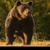 Cifre oficiale privind urșii din județul Neamț