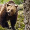 Ciolacu: Nu toţi urşii sunt criminali. Este o problemă cu numărul mare de urşi în acest moment