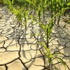 Marcel Ciolacu, despre efectele caniculei și secetei în agricultură: Vom acționa diferențiat în funcție de cine este cu adevărat afectat