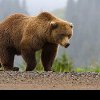 Ocolul Silvic al Orașului Râșnov: Procedura de intervenție în cazul apariției urșilor în intravilan