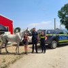 Polițiștii brașoveni au salvat un cal bătut și înfometat de stăpân
