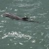Puiul de delfin născut în captivitate la Delfinariul Constanţa a murit subit