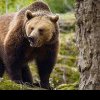 Tanczos Barna, după ce Iohannis a promulgat legea privind vânătoarea urșilor: ”Ursul poate fi din nou vânat în România, astfel putem salva vieţi omeneşti”