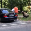 VIDEO Doi bărbaţi, atacaţi de urs pe Transfăgărăşan după ce l-au hrănit şi se fotografiau cu el
