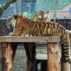 Ziua Internațională a Tigrului, la Zoo Brașov