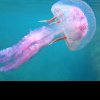 Cât de periculoase sunt meduzele mov din Marea Neagră. Ce trebuie să faci dacă te înțeapă