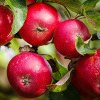 Ce să pui la baza pomilor fructiferi ca să-i protejezi de caniculă. Trucul bunicilor puțin cunoscut, dar extrem de eficient