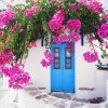 Cea mai instagramabilă plantă din Grecia, apare în toate pozele turiștilor. E superbă, însă abia acum află ce este floarea de hârtie