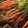 Cu ce să uzi morcovii în iulie și august ca să fie mari și gustoși. Toți vecinii vor dori să-ți afle secretul