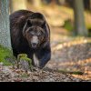 Mama tinerei ucise de urs la Jepii Mici a presimțit tragedia. Dezvăluiri tulburătoare: „A mai fost fugărită de un urs”