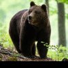 Se schimbă legea în România după tragedia de la Jepii Mici. Câți urși vor putea fi uciși anual, decizia luată de parlamentari