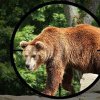 Cât costă să împuști un urs în România? Afacerea ursul brun, profitabilă din ambele tabere