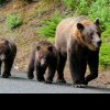Cum plănuiește ministrul Mediului să îi oprească pe cei care hrănesc urșii pe Transfăgărășan