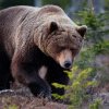 România, ca țară de exil pentru urșii periculoși