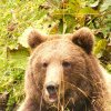 Romsilva intensifică monitorizarea populațiilor de urs de pe fondurile sale cinegetice