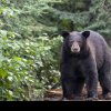 Marcel Ciolacu vrea să permită împușcarea urșilor