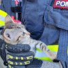 Doi pui de pisică au fost salvați de pompierii din Alba Iulia