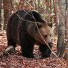 Urs văzut într-o comună din Alba. Oamenii din zonă au fost înștiințați prin intermediul RO-Alert