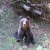 Mesaj RO-ALERT: A fost semnalată prezenţa unui urs într-un municipiu din vestul ţării