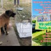 Campanie gratuită de sterilizare a câinilor de rasă comună, în municipiul Bacău. Ce amenzi riscă cei care nu-și sterilizează patrupezii