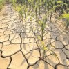 Dâmbovița: Culturile agricole sunt afectate de seceta pedologică