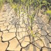 Fermierii vor primi despăgubiri pentru culturile agricole calamitate pe urma secetei
