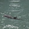 A murit Baby, primul pui de delfin născut în captivitate în România