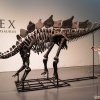 Cel mai mare schelet al unui dinozaur a fost vândut pentru o sumă record. Fosila are aproximativ 150 de milioane de ani