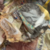 Cum arată banii pe care un român i-a ascuns în sobă. Motivul pentru care BNR a decis, totuși, să-i înlocuiască toate bancnotele
