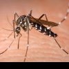 Cum vă puteți proteja de infectarea cu virusul West Nile transmis de țânțari. Avertismentul INSP pentru această perioadă