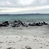 Imposibil de privit: zeci de balene au murit, după ce au eșuat pe o plajă în Scoția. Cel mai grav incident din ultimele decenii