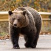 Iohannis, despre fata ucisă de urs: M-a șocat evenimentul. Sâmbătă am fost și eu pe un traseu din Munții Bucegi
