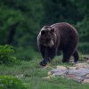 Ministrul Mediului: Legea controlului urșilor, care a fost adoptată astăzi, nu este suficientă. Câți urși bruni vor fi împușcați