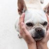 Mirosul de stres, emanat de om, afectează starea emoțională a câinilor