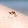Nicușor Dan anunță măsuri împotriva țânțarilor, după ce a fost confirmat primul caz de infectare cu virusul West Nile în Capitală