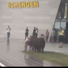 O turmă de porci a ieșit la păscut în fața Aeroportului din Timișoara. Călător: Uite, prim-miniştrii noștri la Aeroport